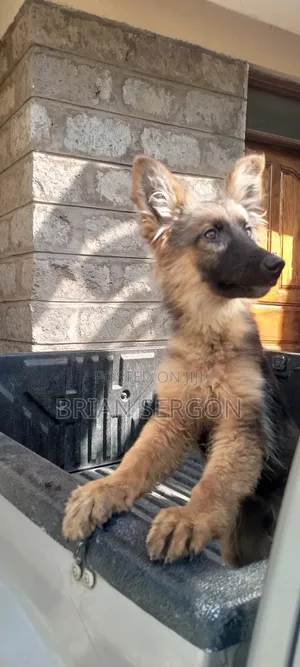 3-6 months Female Purebred German Shepherd
