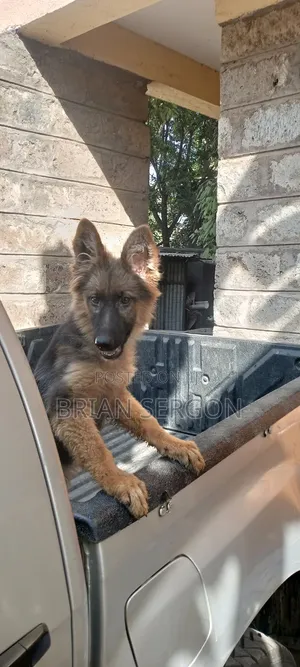 3-6 months Female Purebred German Shepherd