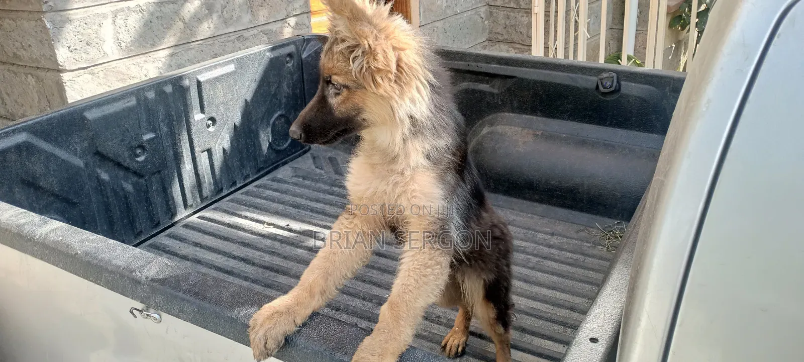 3-6 months Female Purebred German Shepherd