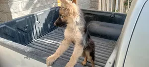 3-6 months Female Purebred German Shepherd