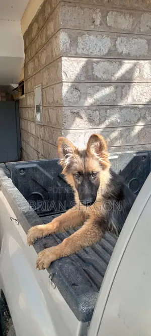 3-6 months Female Purebred German Shepherd