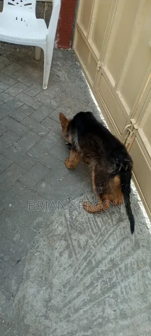 3-6 months Female Purebred German Shepherd