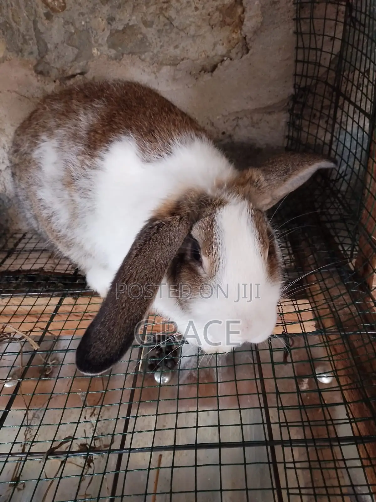 Dutch Rabbit, Mature Male
