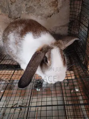 Dutch Rabbit, Mature Male