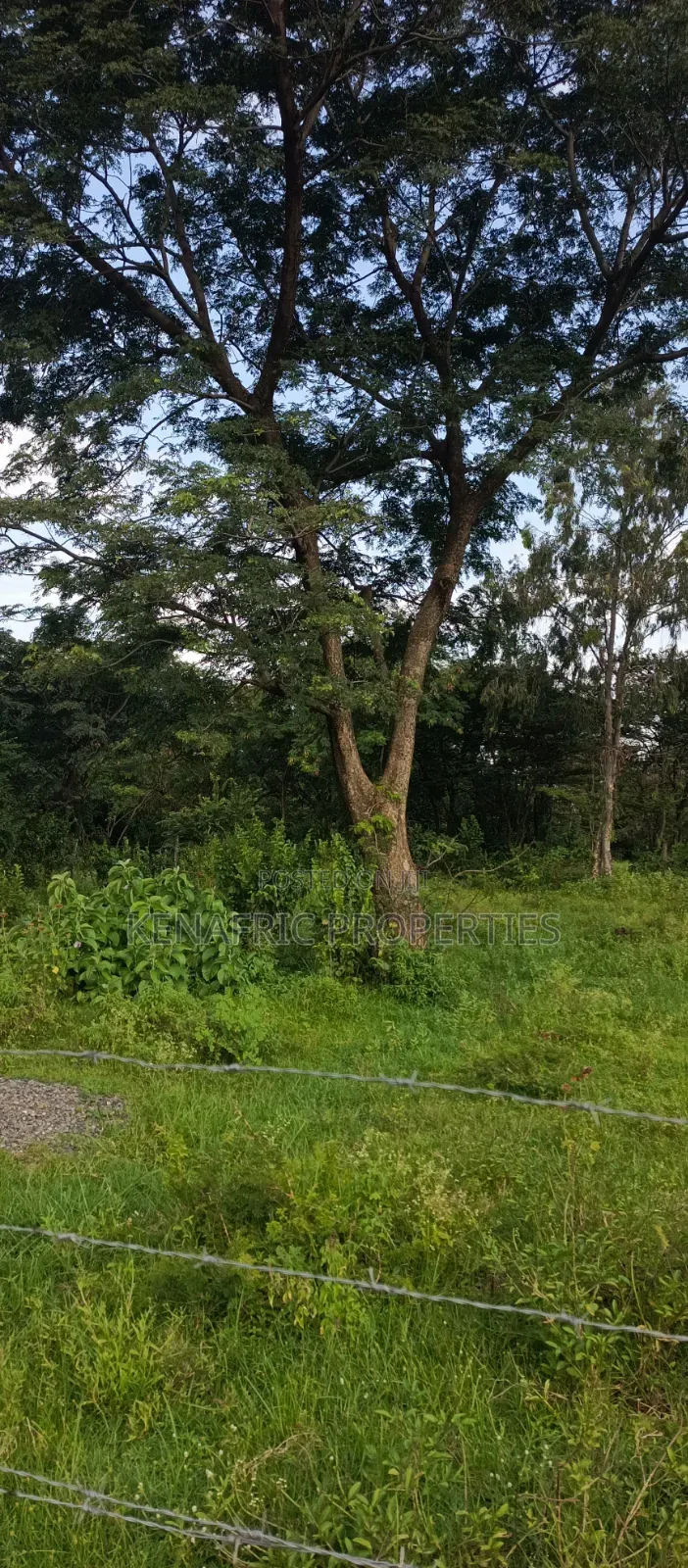 Tido Plot 0.03ha