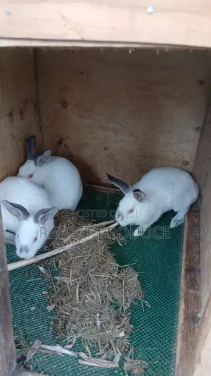 Mature Rabbits for Meat and Rearing