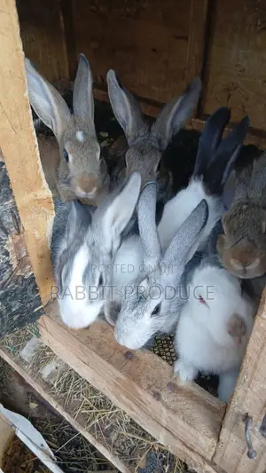 Mature Rabbits for Meat and Rearing