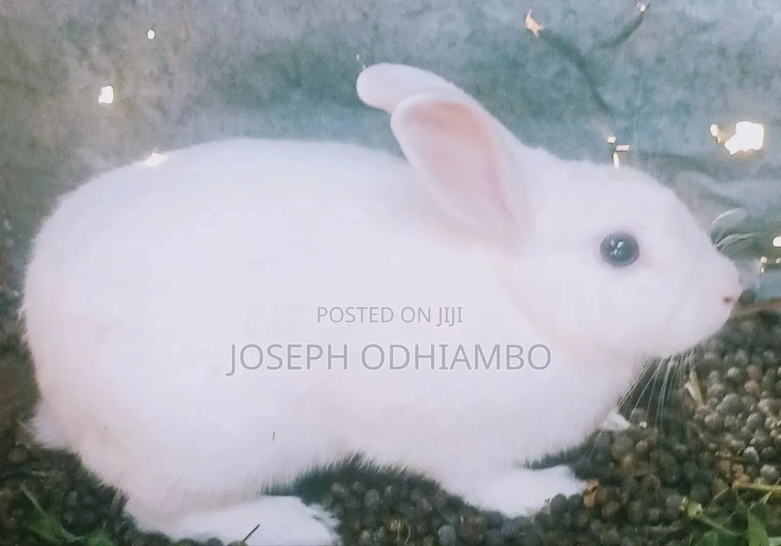 Domestic Rabbit Breed