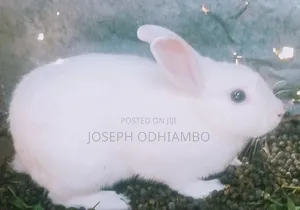 Domestic Rabbit Breed