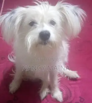 6-12 months Female Purebred Maltese