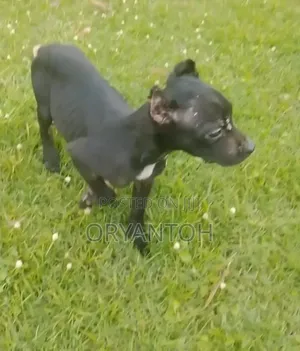 3-6 months Female Purebred Bull Terrier