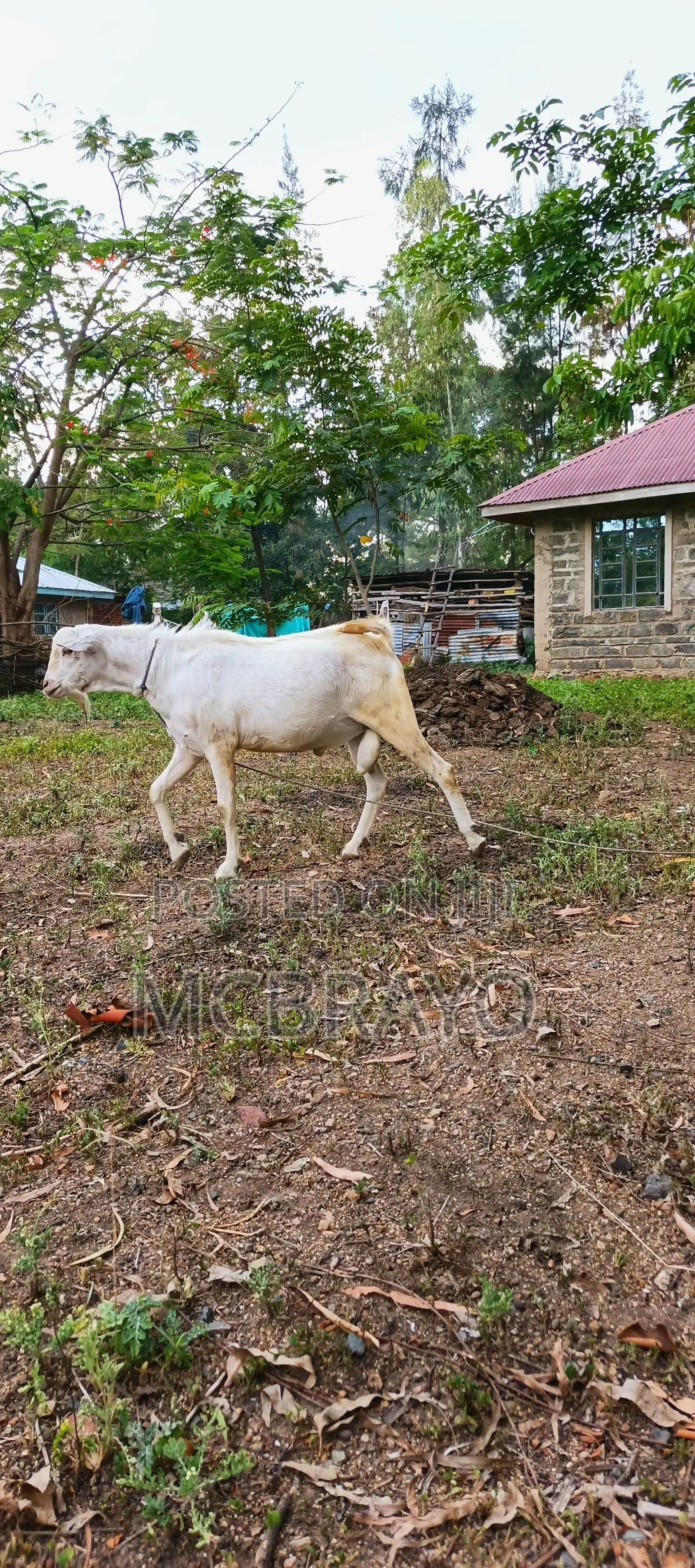 Galla Buck