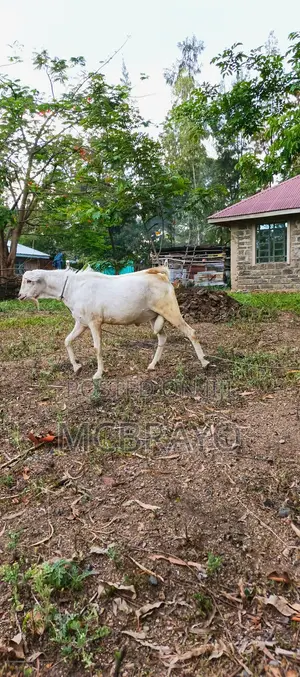Galla Buck