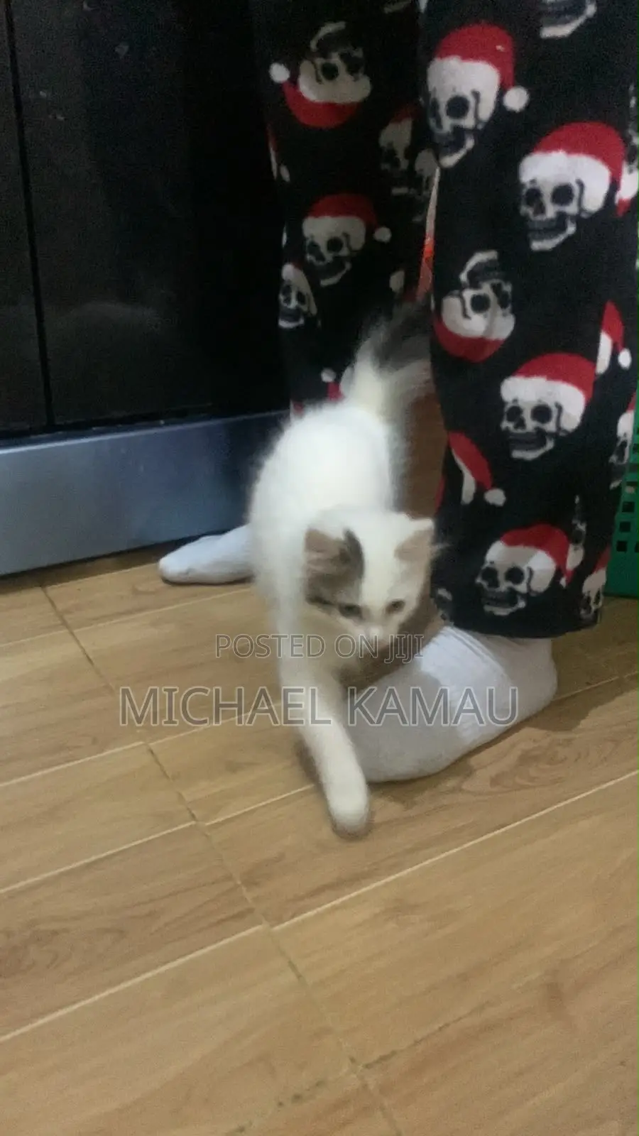 3-6 months Female Purebred Turkish Angora