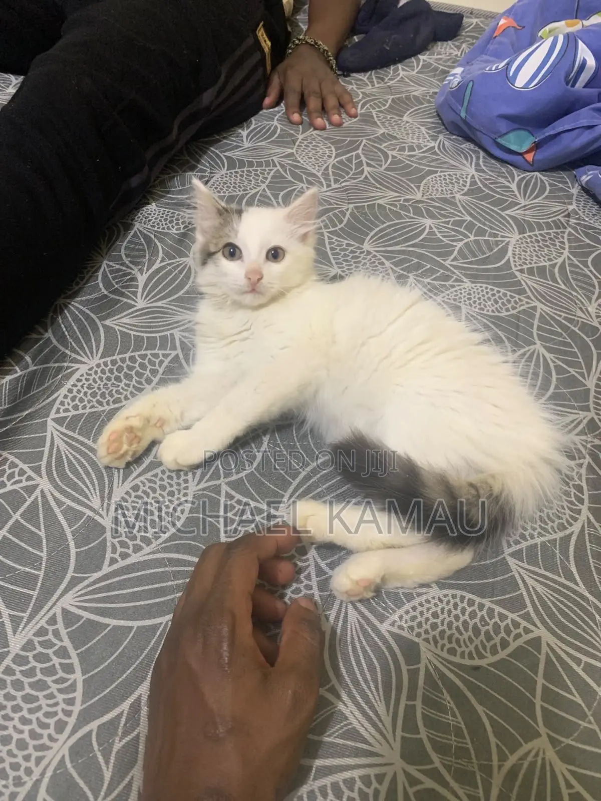 3-6 months Female Purebred Turkish Angora