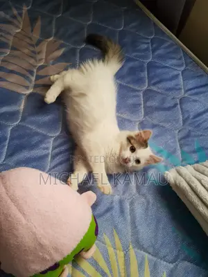 3-6 months Female Purebred Turkish Angora