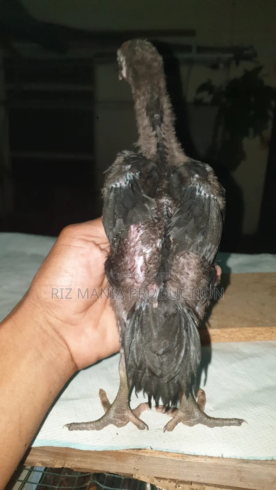 Kuchi Chicks Long Tail 1month Old