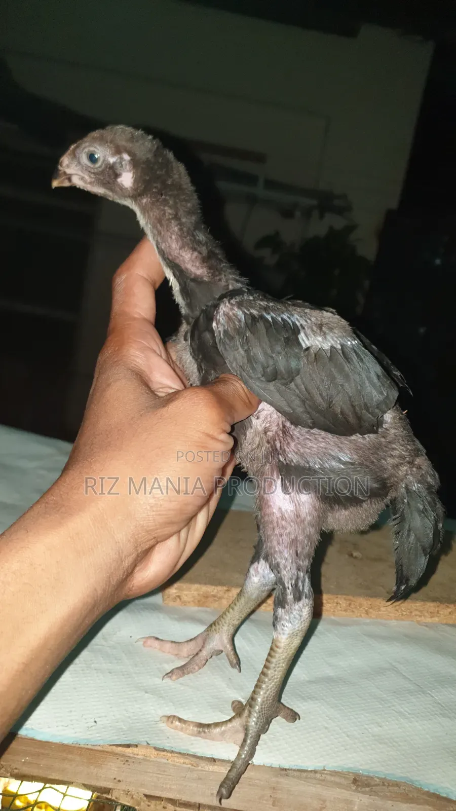 Kuchi Chicks Long Tail 1month Old