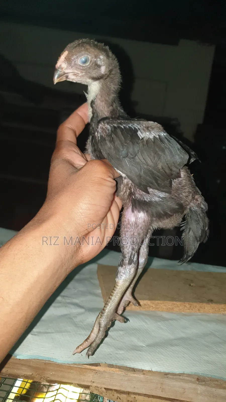 Kuchi Chicks Long Tail 1month Old