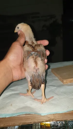 Kuchi Chicks Long Tail 1month Old