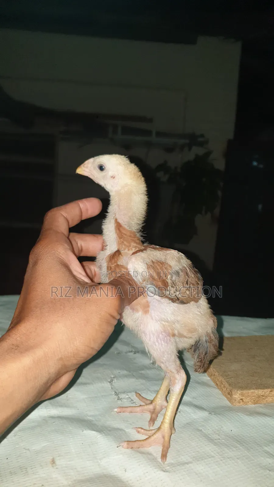 Kuchi Chicks Long Tail 1month Old