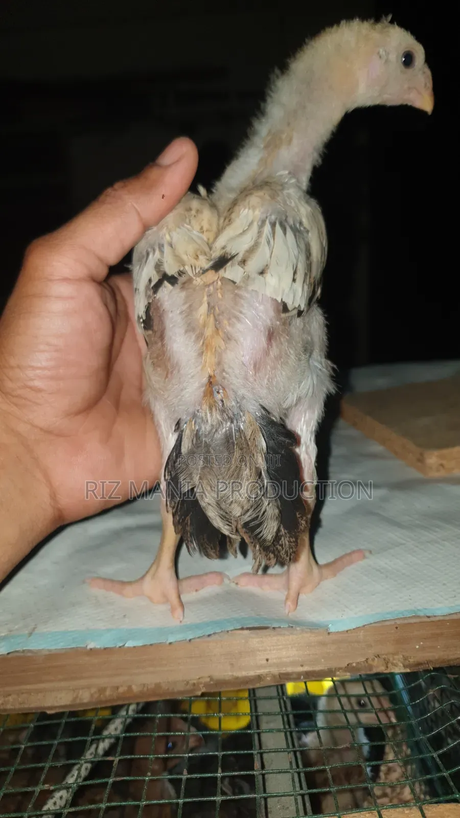 Kuchi Chicks Long Tail 1month Old