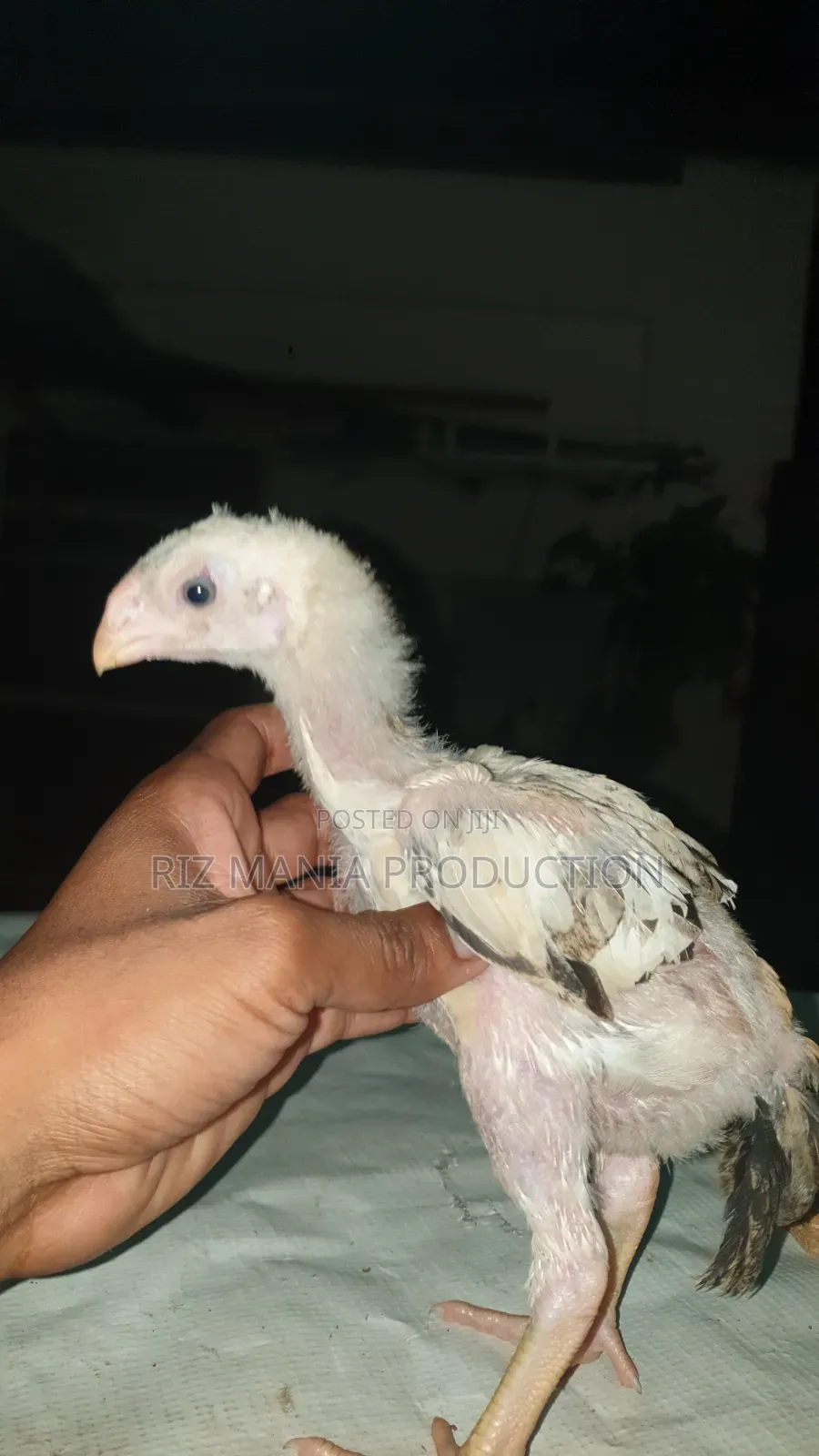 Kuchi Chicks Long Tail 1month Old