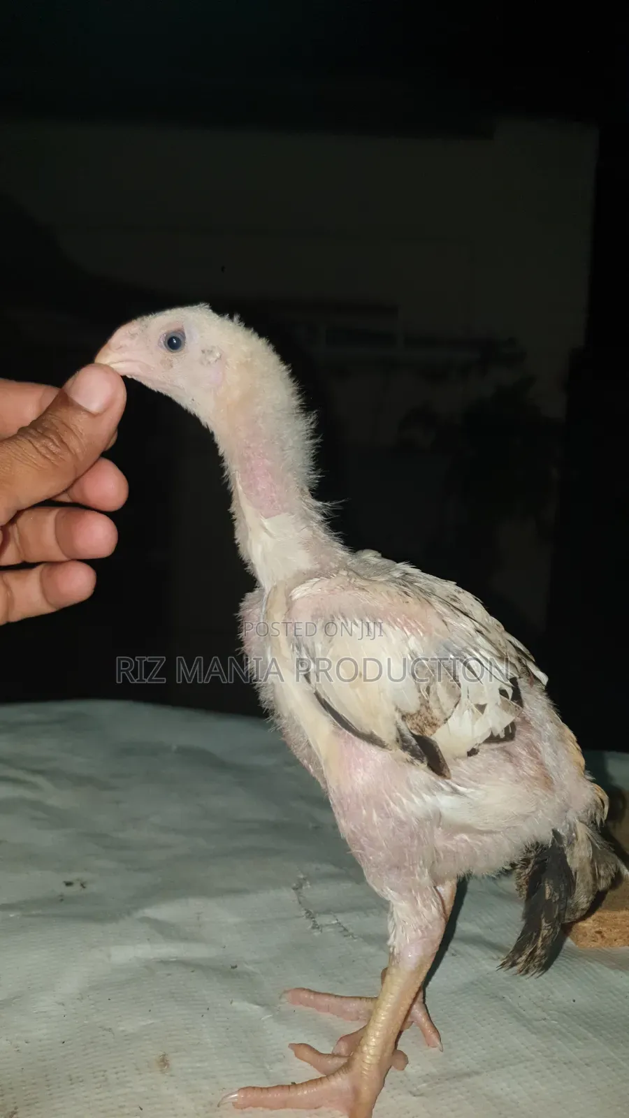 Kuchi Chicks Long Tail 1month Old