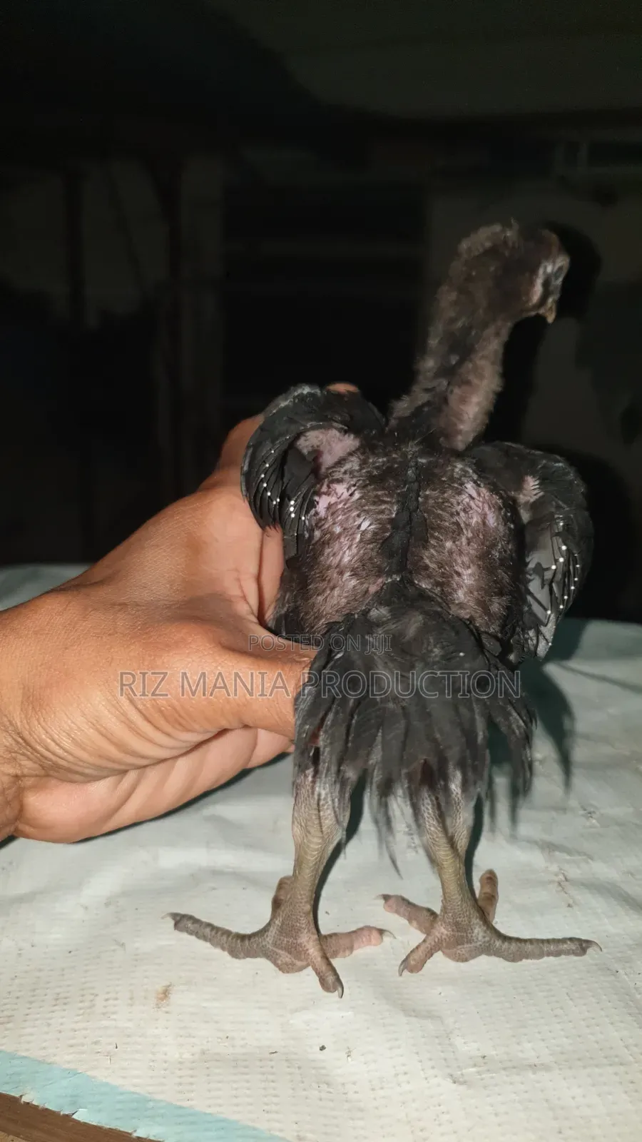 Kuchi Chicks Long Tail 1month Old
