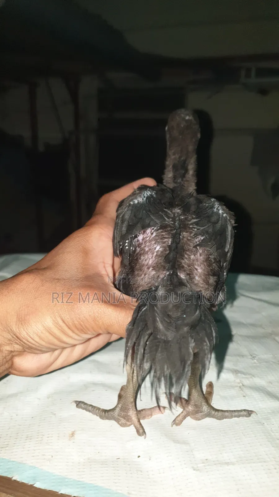 Kuchi Chicks Long Tail 1month Old
