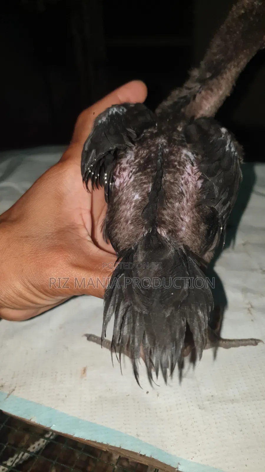 Kuchi Chicks Long Tail 1month Old