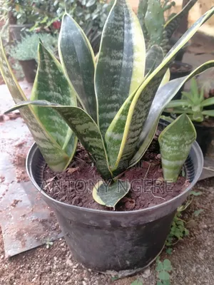 Planter Round Shaped