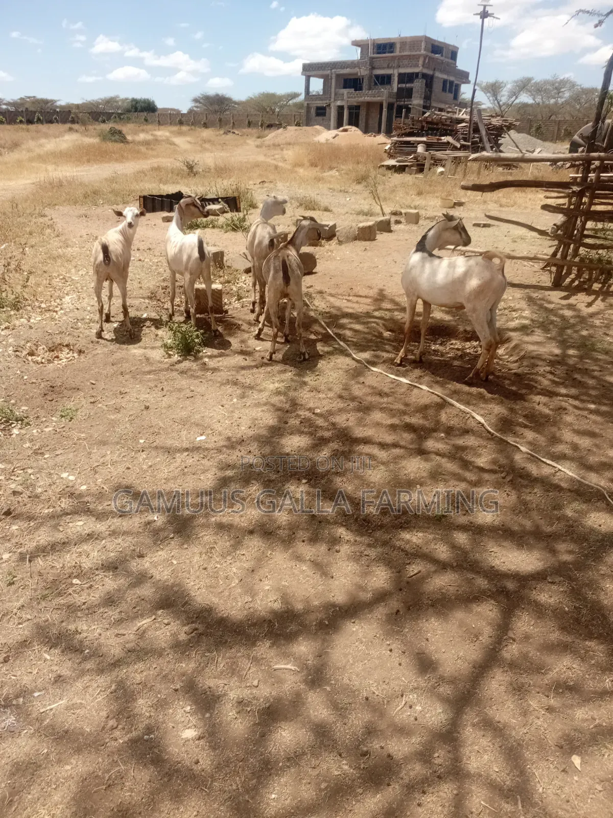 Galla Goats Breeding and Meat