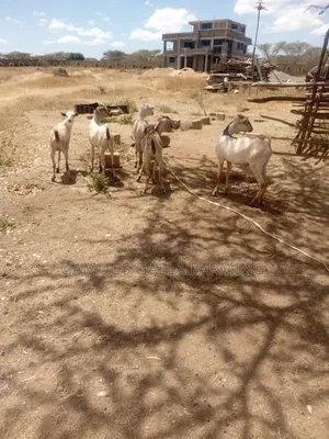 Galla Goats Breeding and Meat