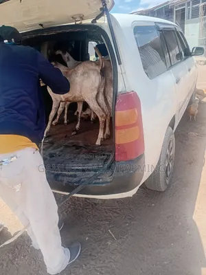 Galla Goats Breeding and Meat