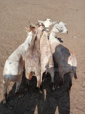 Galla Goats Breeding and Meat