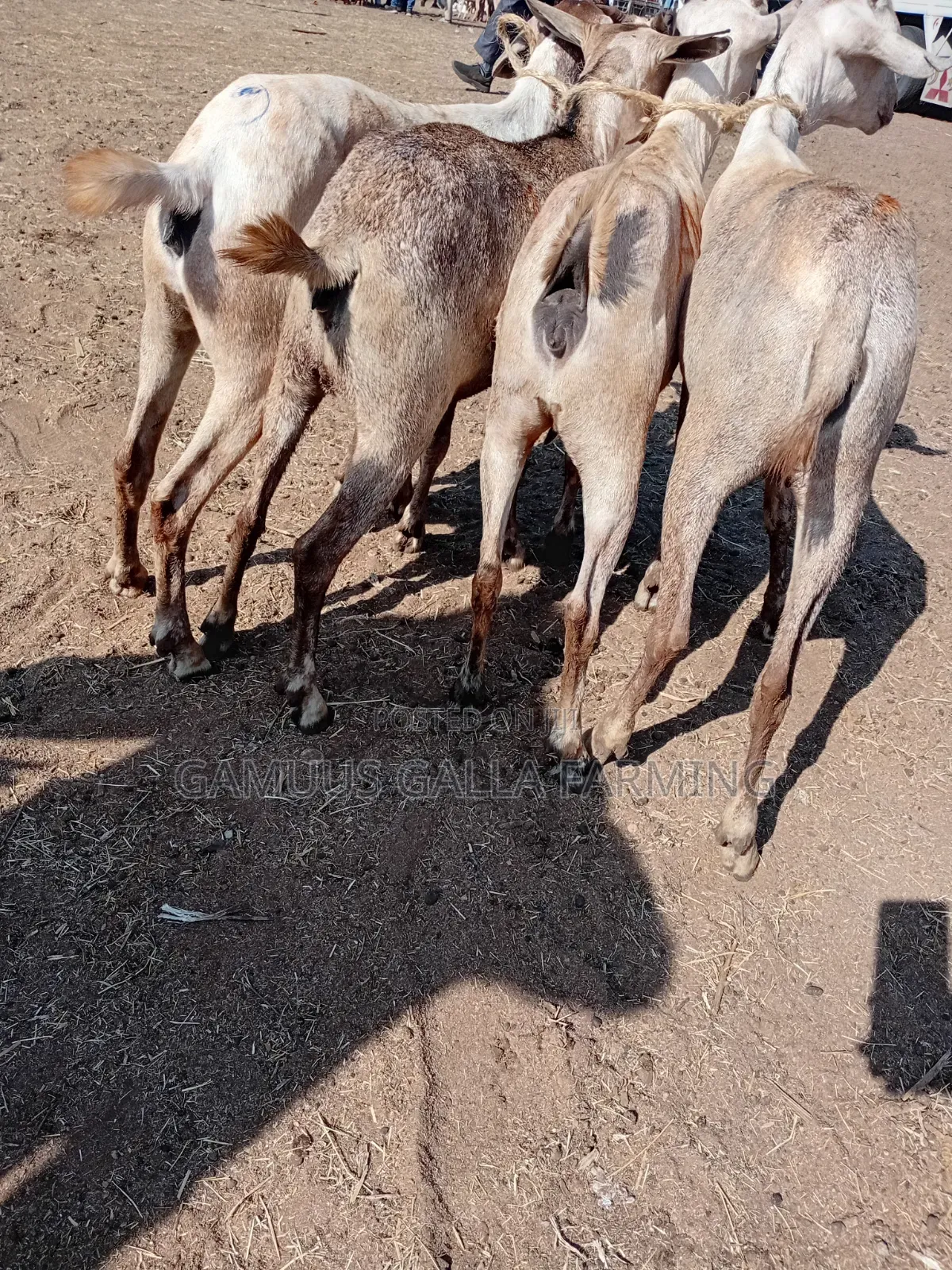 Galla Goats Breeding and Meat