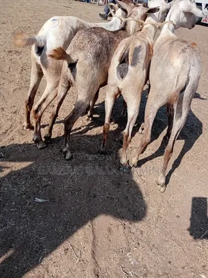 Galla Goats Breeding and Meat