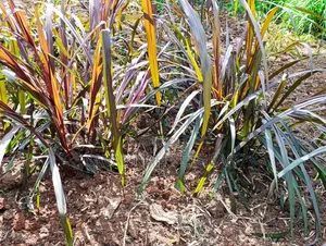 Australian Red Napier Grass Cuts(Cenchrus Purpureus) Drought-Resistant