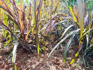 Australian Red Napier Grass Cuts(Cenchrus Purpureus) Drought-Resistant