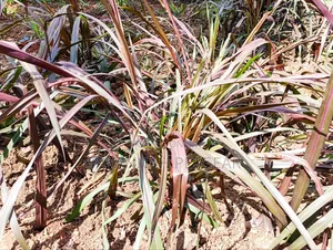 Australian Red Napier Grass Cuts(Cenchrus Purpureus) Drought-Resistant
