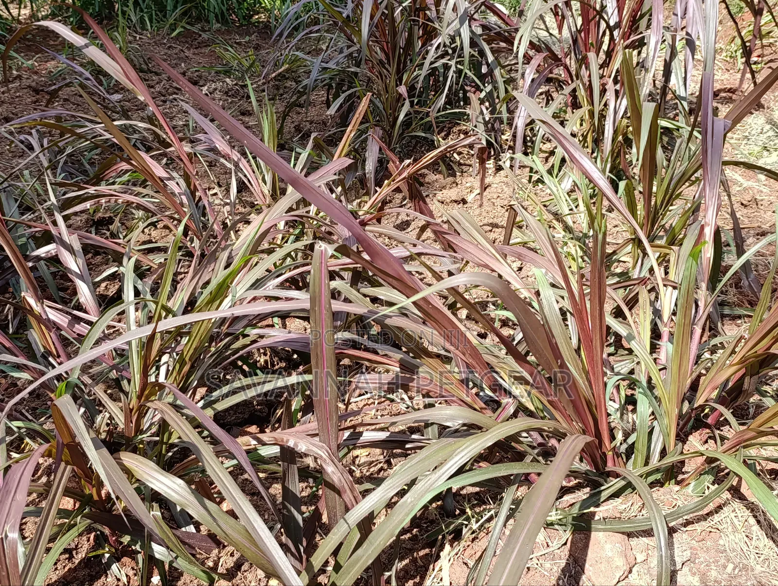 Australian Red Napier Grass Cuts(Cenchrus Purpureus) Drought-Resistant