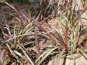 Australian Red Napier Grass Cuts(Cenchrus Purpureus) Drought-Resistant