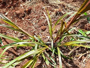 Australian Red Napier Grass Cuts(Cenchrus Purpureus) Drought-Resistant
