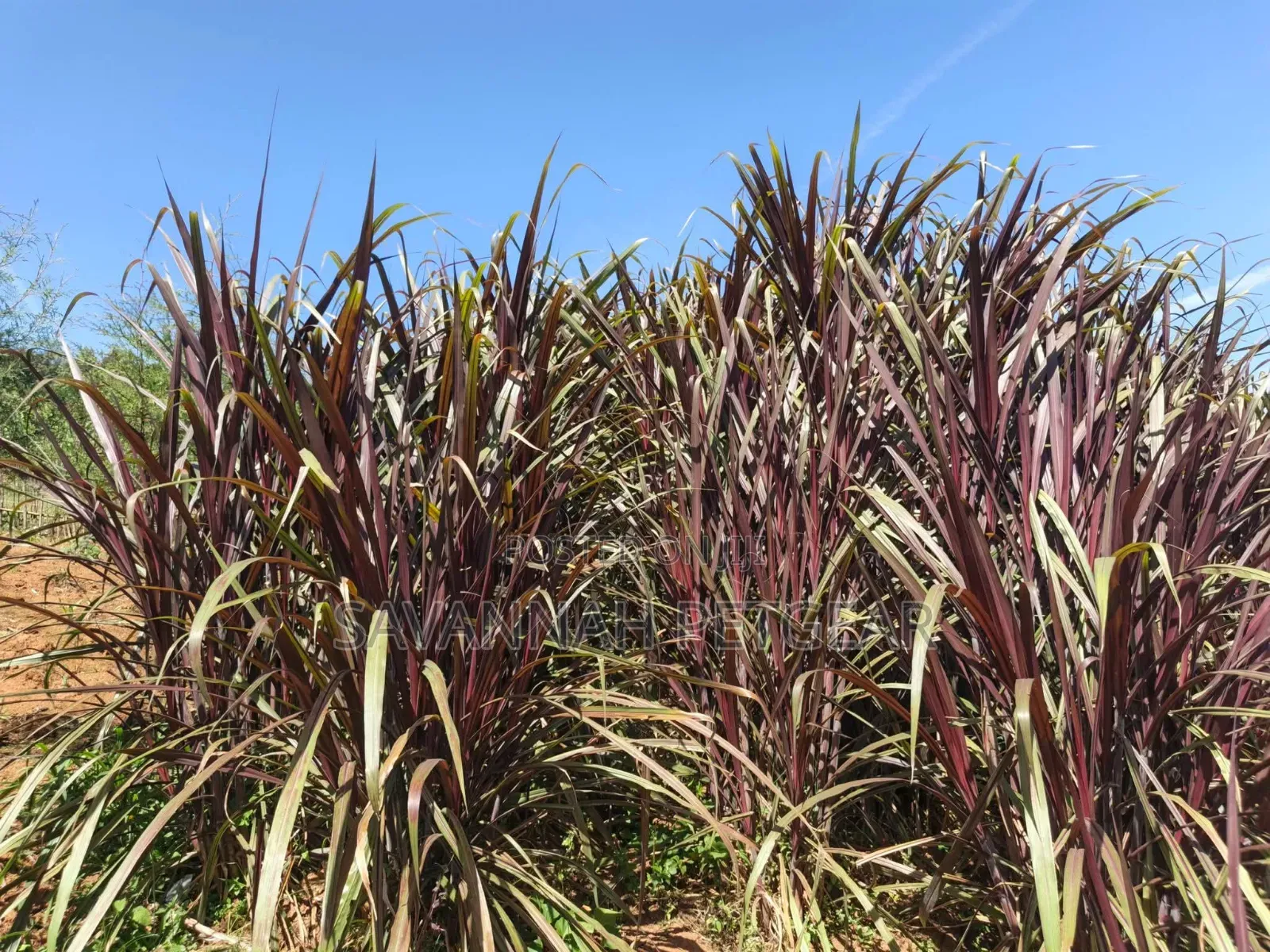 Australian Red Napier Grass Cuts(Cenchrus Purpureus) Drought-Resistant