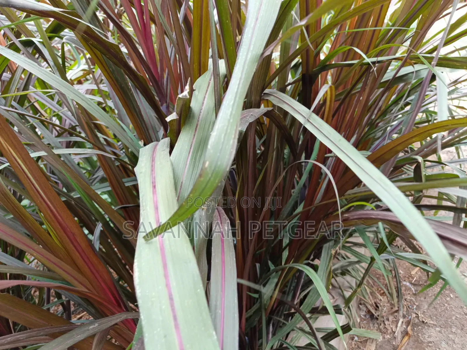 Australian Red Napier Grass Cuts(Cenchrus Purpureus) Drought-Resistant