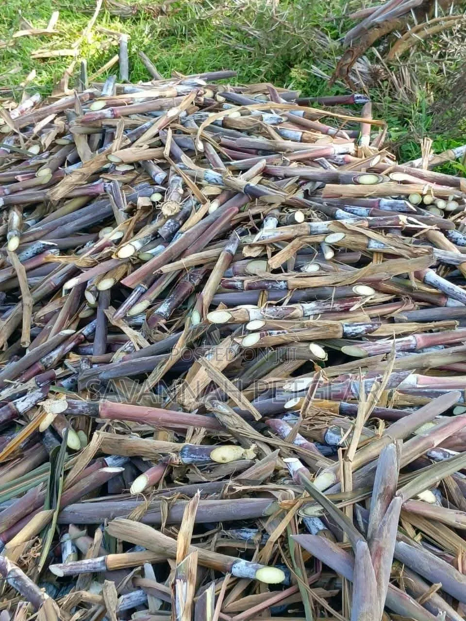 Australian Red Napier Grass Cuts(Cenchrus Purpureus) Drought-Resistant