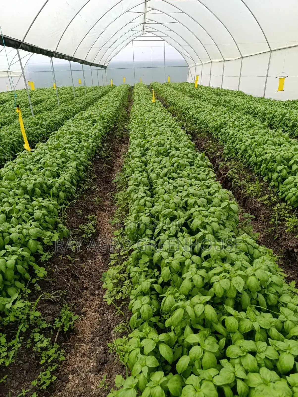 Greenhouse