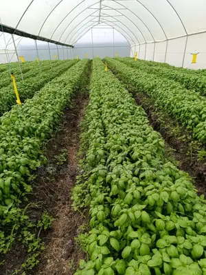Greenhouse