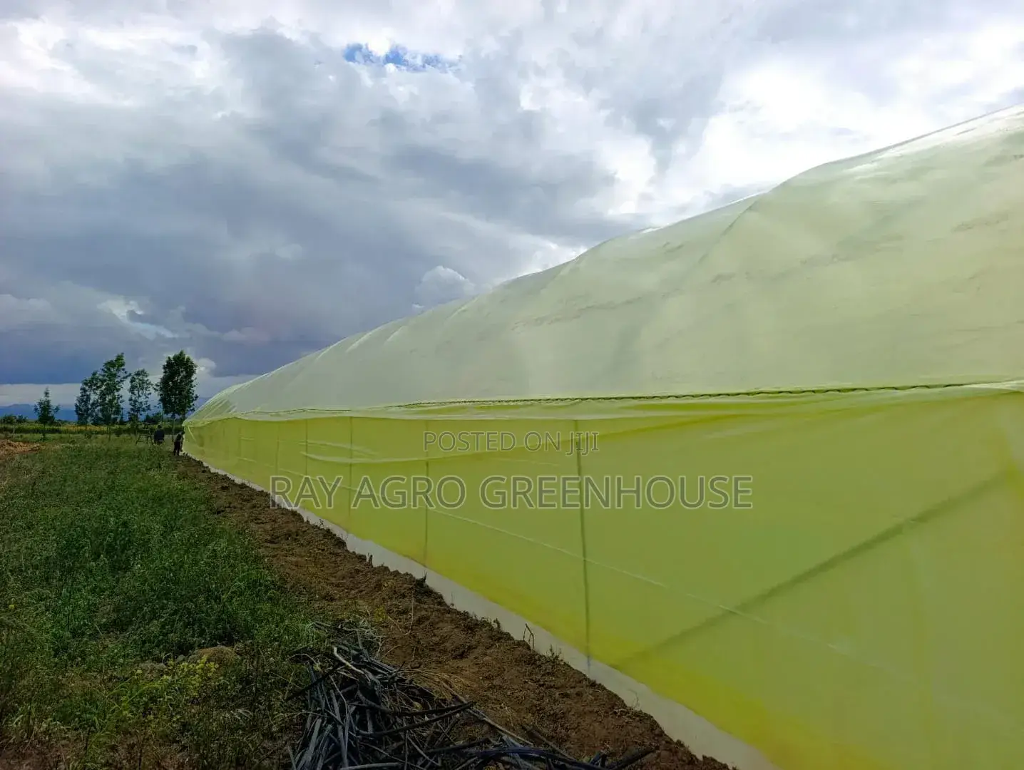 Greenhouse